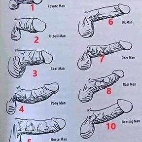 男性的正常粗细对照