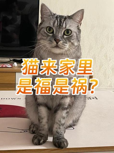 猫进家里是好还是坏事