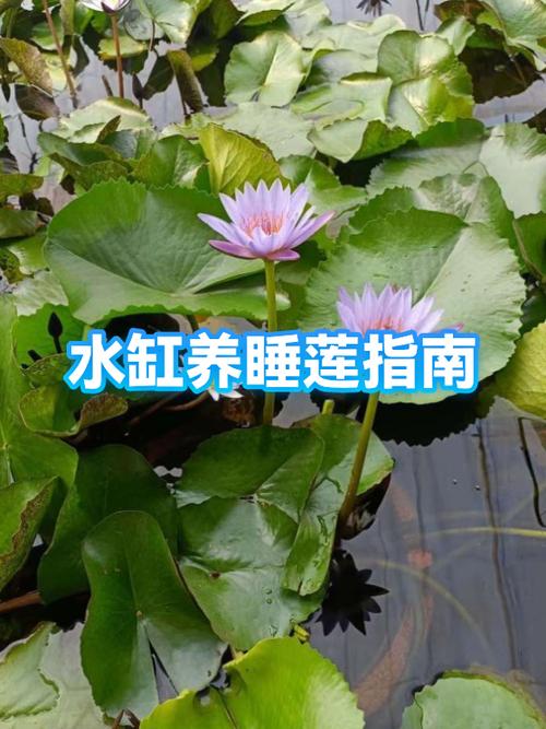 水缸养睡莲