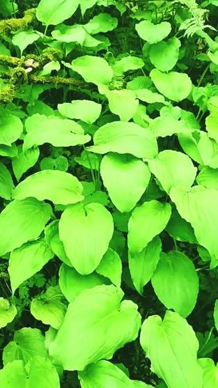 四川鹿耳韭野菜