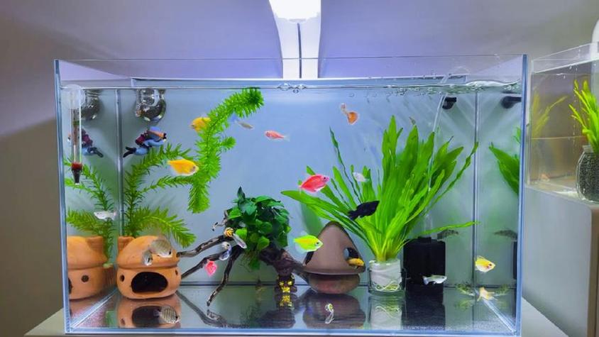 60裸缸最建议三种过滤