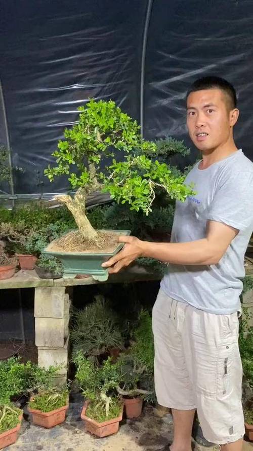 盆景图片大全欣赏