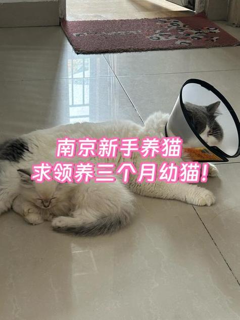 怎么看幼猫性格好坏