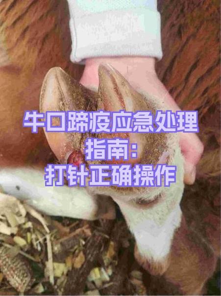 牛口蹄病治疗最佳办法