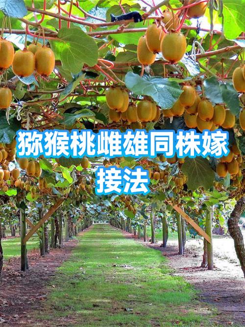 什么树嫁接猕猴桃最好