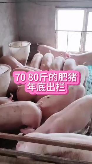 肥猪一般多少斤