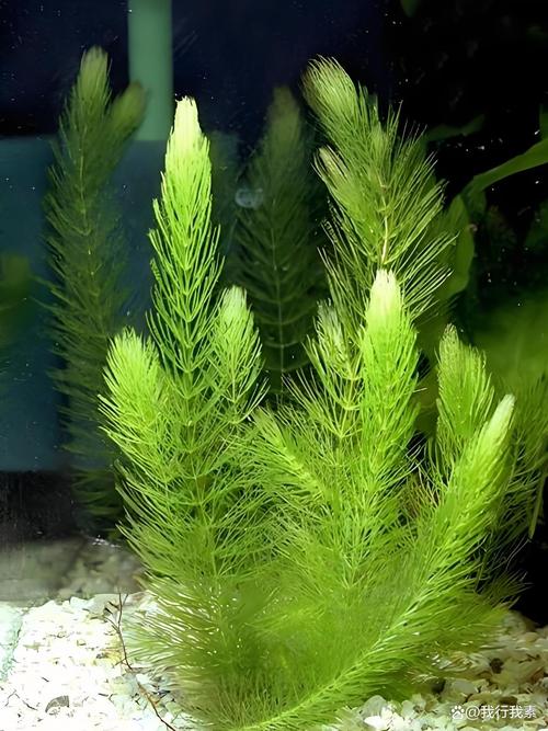 缠绕水草图片