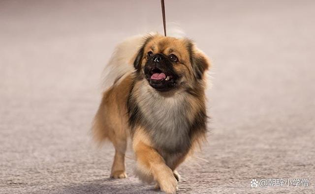 袖代表什么动物