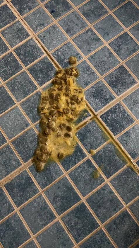 猫吐了一堆糊状的猫粮