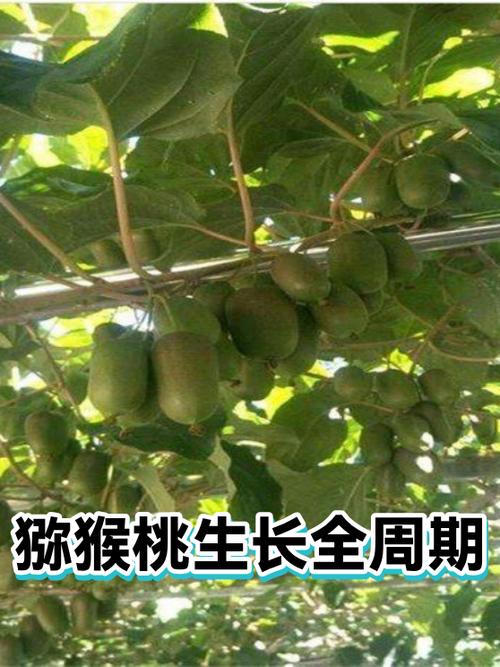 猕猴桃的生长环境条件