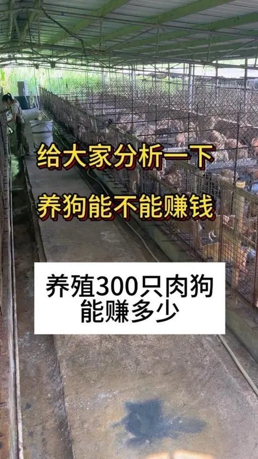 全民养狗赚钱