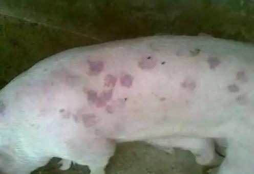 猪身上有红点是什么病用什么药治疗