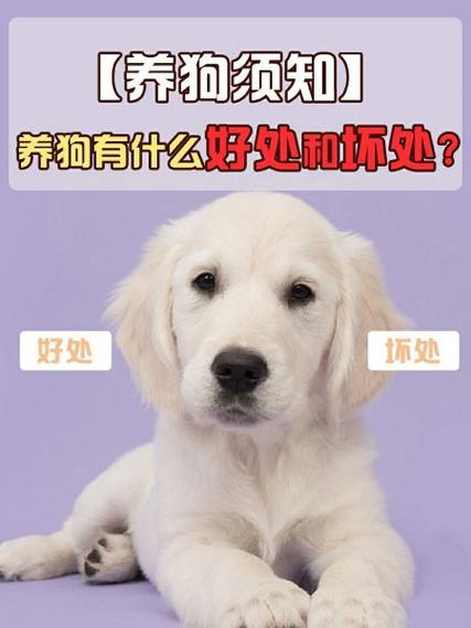 养狗赚钱的注意事项