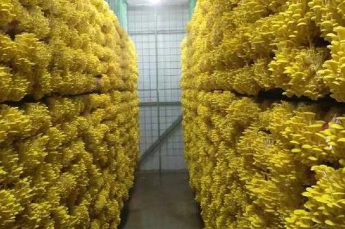 蘑菇的价格多少钱一斤