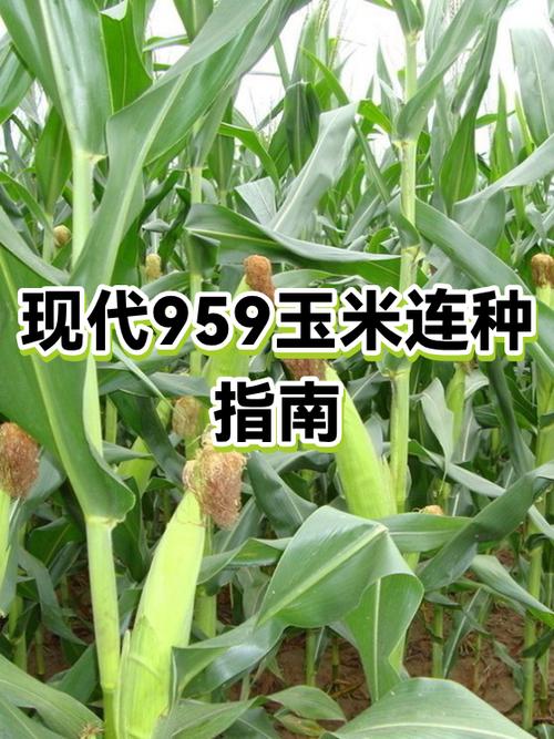 玉米怎么种