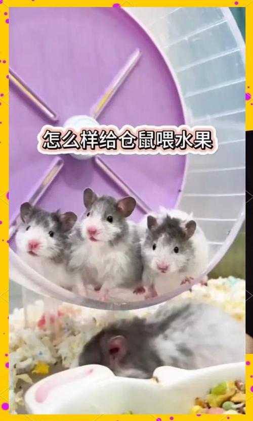 养仓鼠一天喂哪些食物