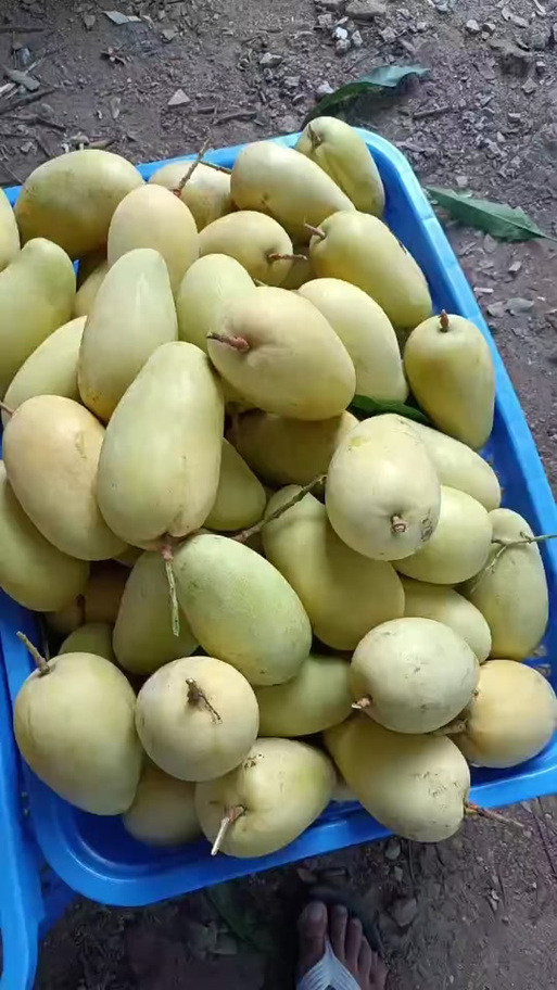 芒果视频下载,大全