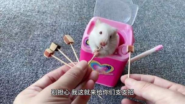 啥东西代替仓鼠磨牙棒