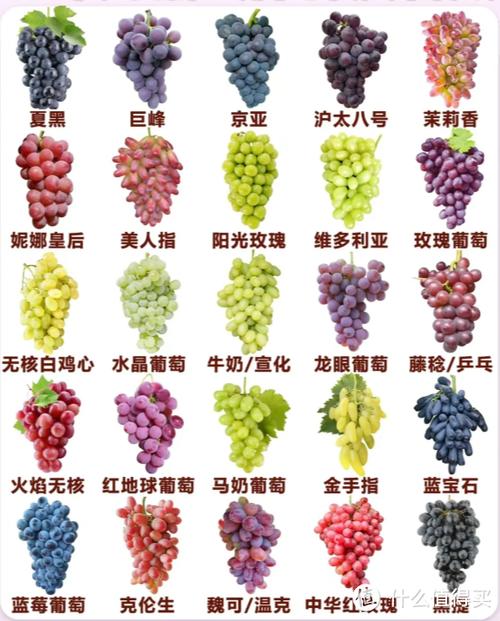 葡萄品种大全