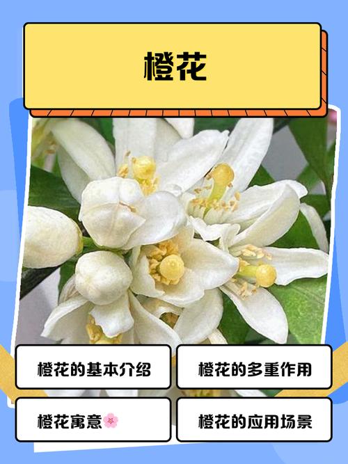 橙心花属于国家打击范围吗