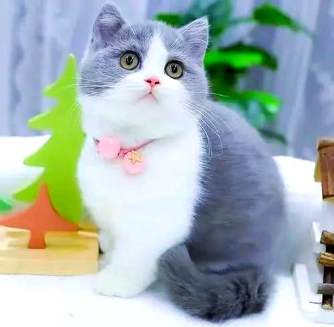 美短猫有哪些品种