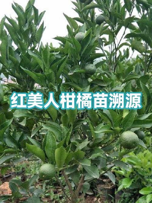 红美人柑橘树苗