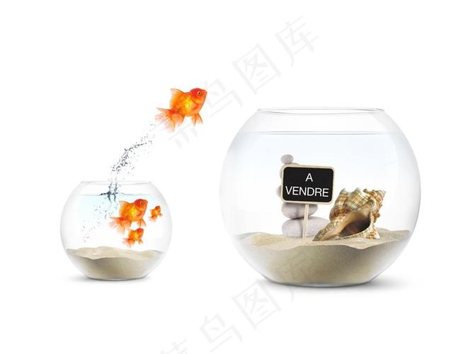 人一靠近鱼缸鱼就游过来了