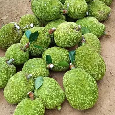 菠萝蜜今日价格多少钱一斤