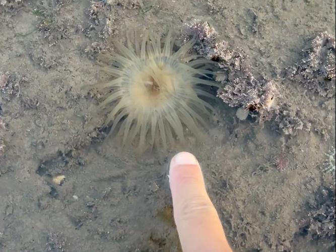 海边常见的海葵