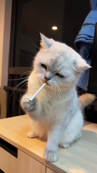 猫咪搞笑视频大全