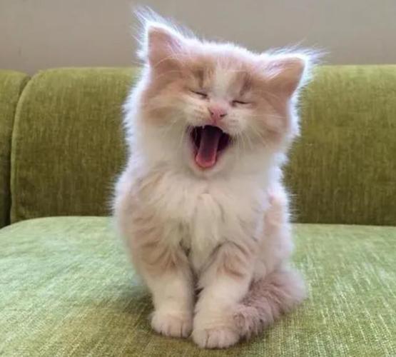 猫咪一到晚上就嗷呜嗷呜的叫