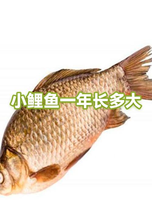 打桩的鲤鱼一般多大