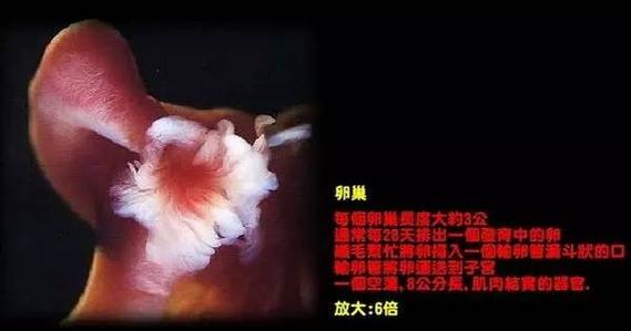人类繁衍的正确动作