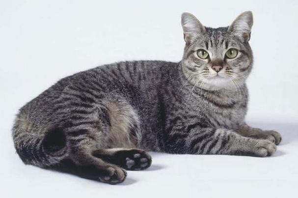 猫liin