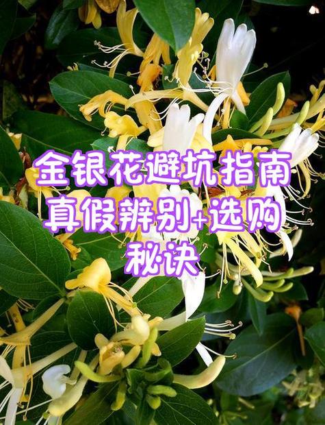 金银花一斤多少钱