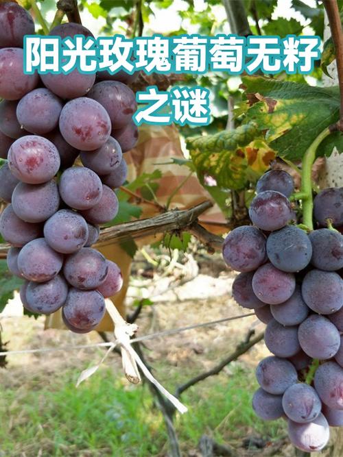 阳光玫瑰葡萄是提子还是葡萄