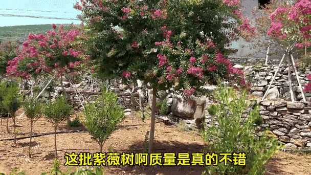 蒙山小叶紫薇价格