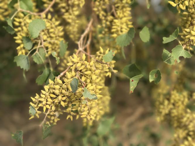 迷你世界杨胡花在哪?