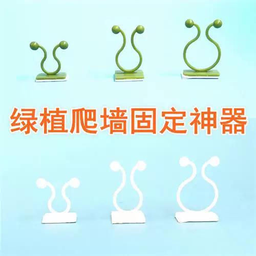 绿萝上墙用什么固定