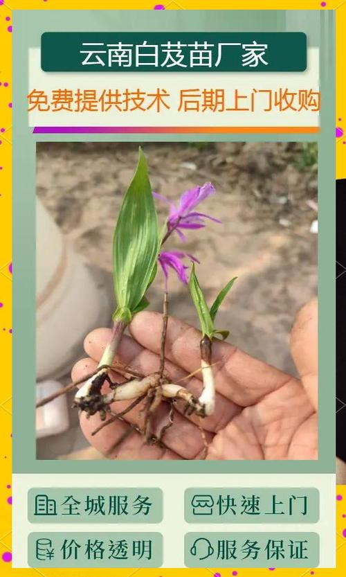 白芨市场价多少一斤