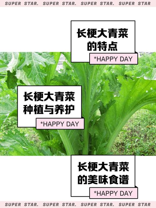 烟雨江湖帮农夫种植青菜去哪里种