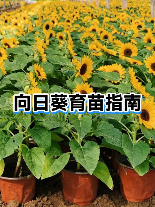 向日葵可以繁殖吗