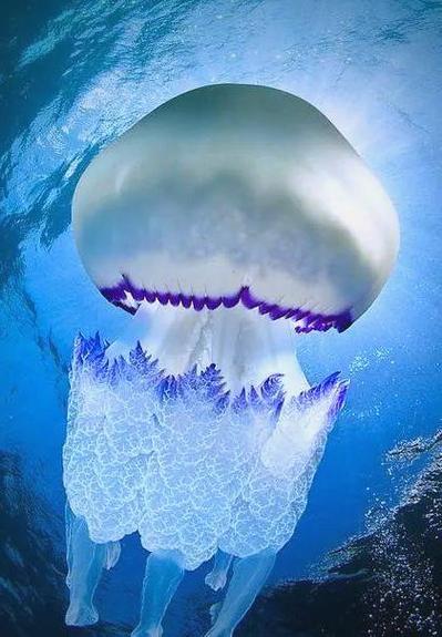 海底精美图片