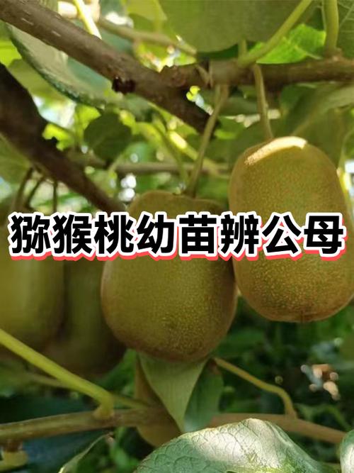 猕猴桃公母叶子图片