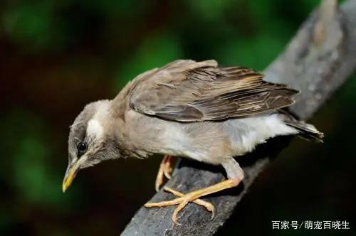 雏鸟多久不喂会饿死
