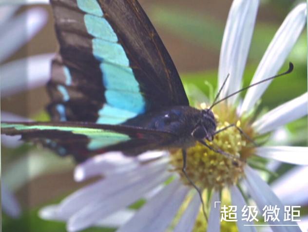 超级微距怎么是模糊的