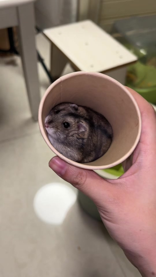 仓鼠被另一个仓鼠咬伤了,能点碘伏吗