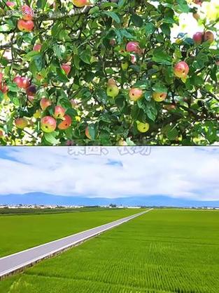 千鸟物联太阳能监控