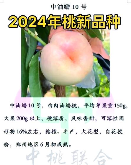 高端桃树最贵10个品种
