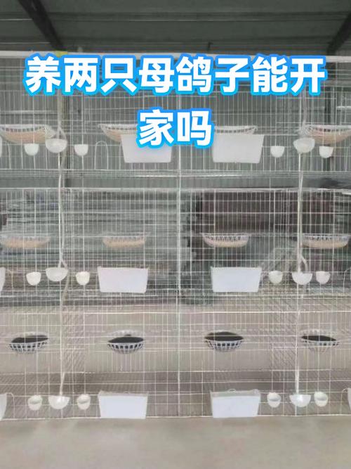 4个月的母鸽子能配对吗